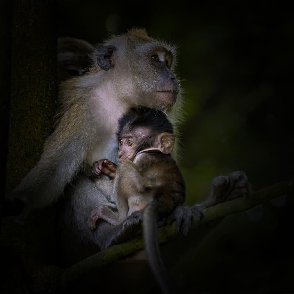 Mother And Baby Monkeys by TWEE LIANG WONG — canvas wall art