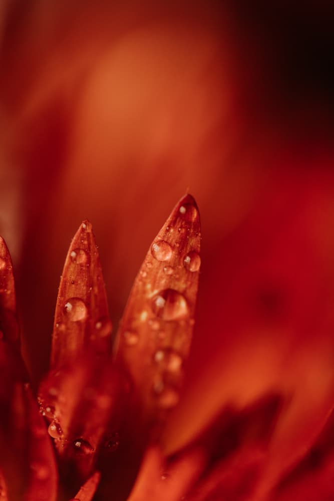 Vibrant Red Petal Drops by Javier Pardina — canvas wall art