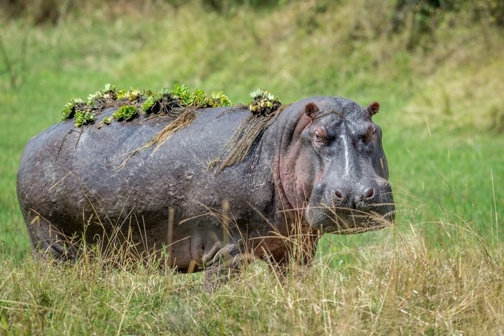 Wild Hippo with Plants by Jeffrey C. Sink — canvas wall art