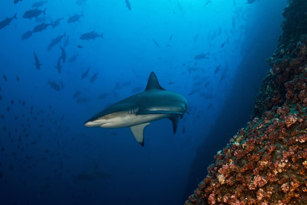 Deep Blue Shark by Ilan Ben Tov — canvas wall art