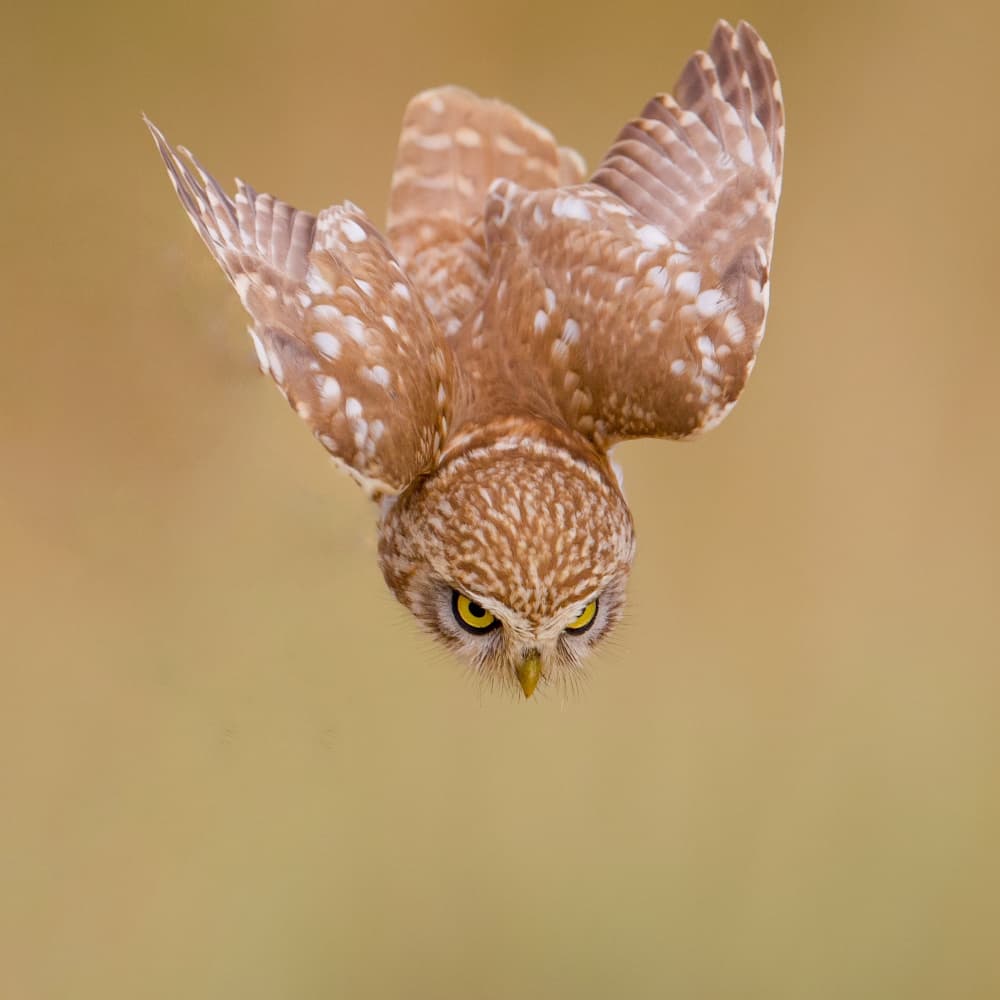 Intense Owl Flight by David Manusevich — canvas wall art