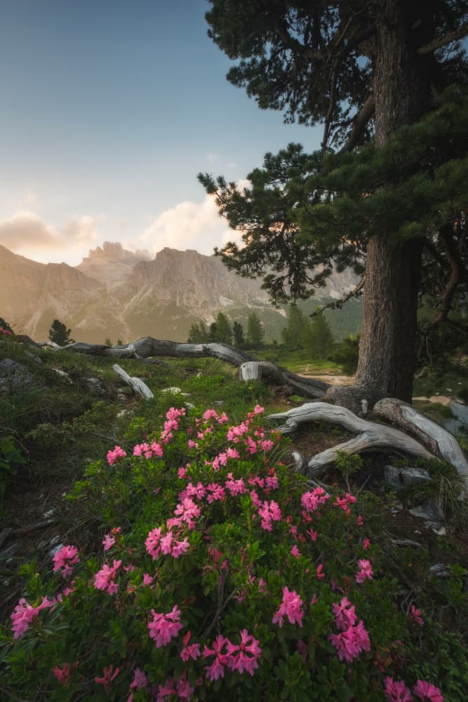 Golden Mountain Bloom by Andrea Maestosi — canvas wall art
