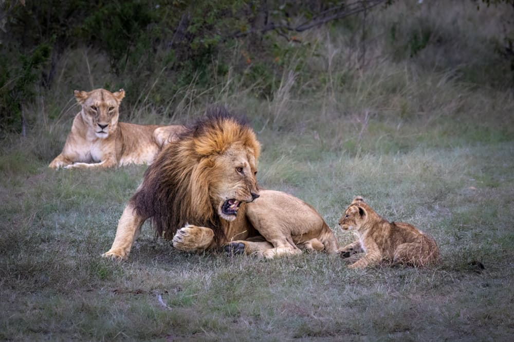 African Lion Pride by Mark Strom — canvas wall art