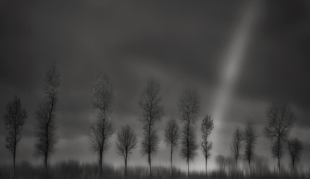 Bare Trees Light Ray by Yvette Depaepe — canvas wall art