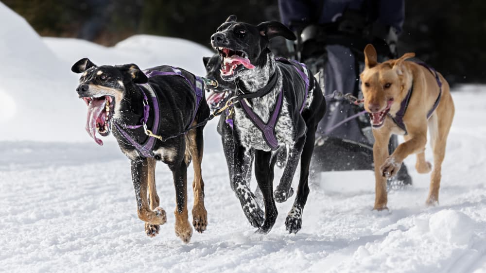 Running Sled Dogs by Steven Zhou — canvas wall art