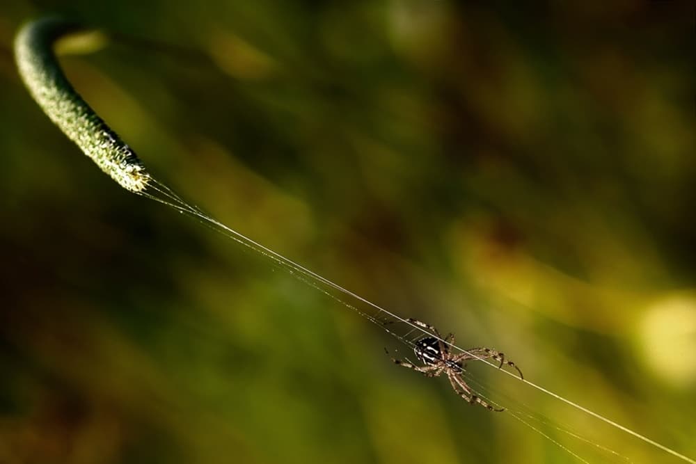 Garden Spider Glimmer by Antonio Grambone — canvas wall art