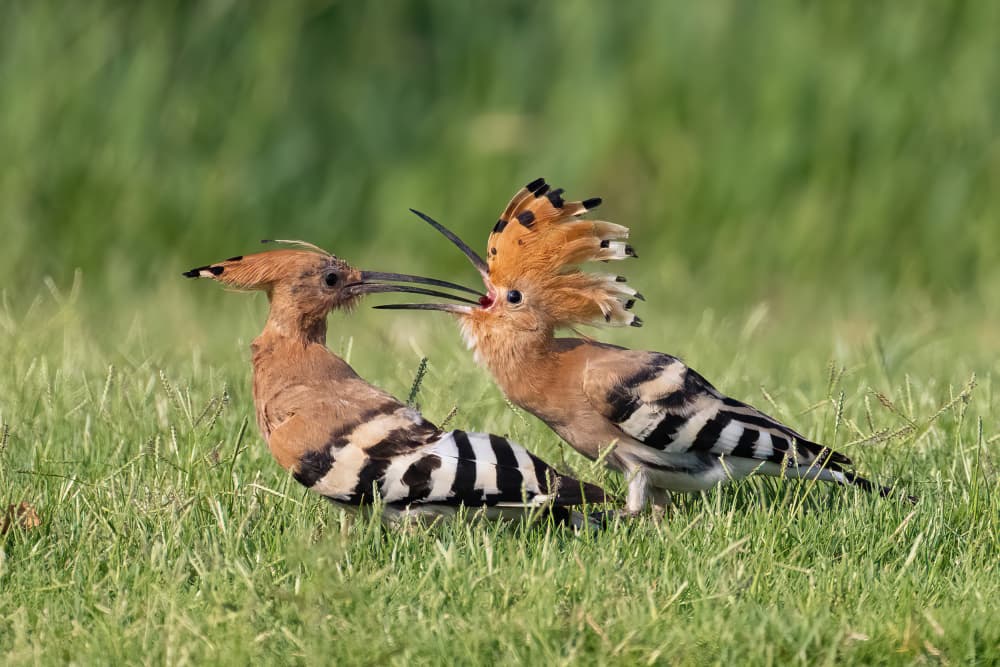 Hoopoe Crest Display by Guy Wilson — canvas wall art