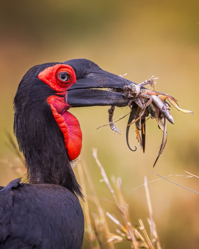 Vibrant Hornbill With Prey by Faisal ALnomas — canvas wall art