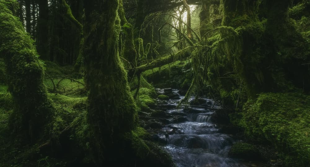 Enchanted Forest Stream by Javier de la Torre — canvas wall art