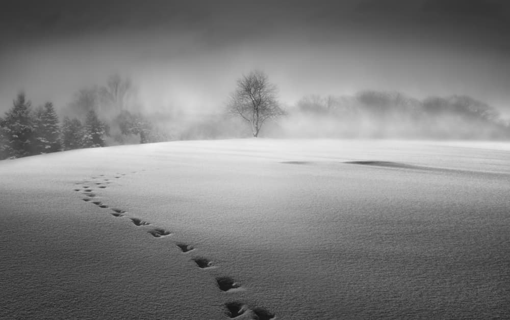 Quiet Winter Footprints by Larry Deng APA — canvas wall art