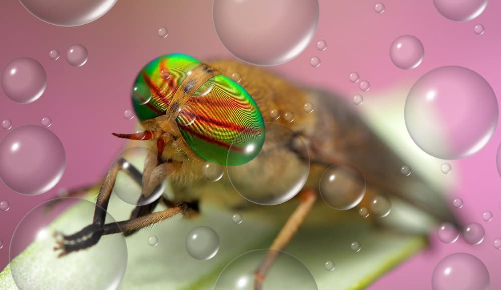 Iridescent Fly Bubbles by Thierry Dufour — canvas wall art