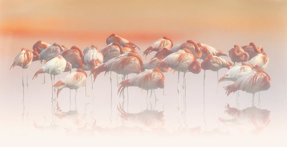 Pink Flamingos Soft Serenity by Anna Cseresnjes — canvas wall art