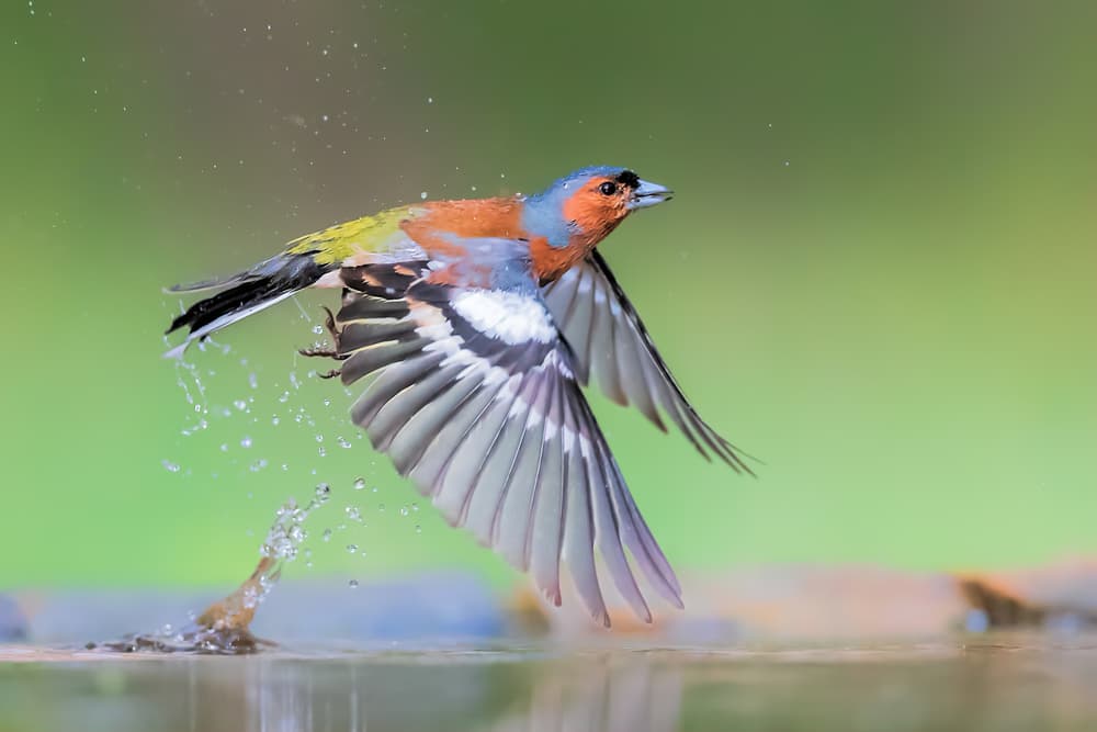 Vibrant Chaffinch Splash by Jun Zuo — canvas wall art