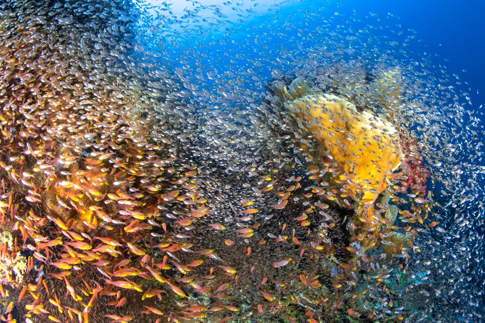 Golden Fish Swarm by Barathieu Gabriel — canvas wall art