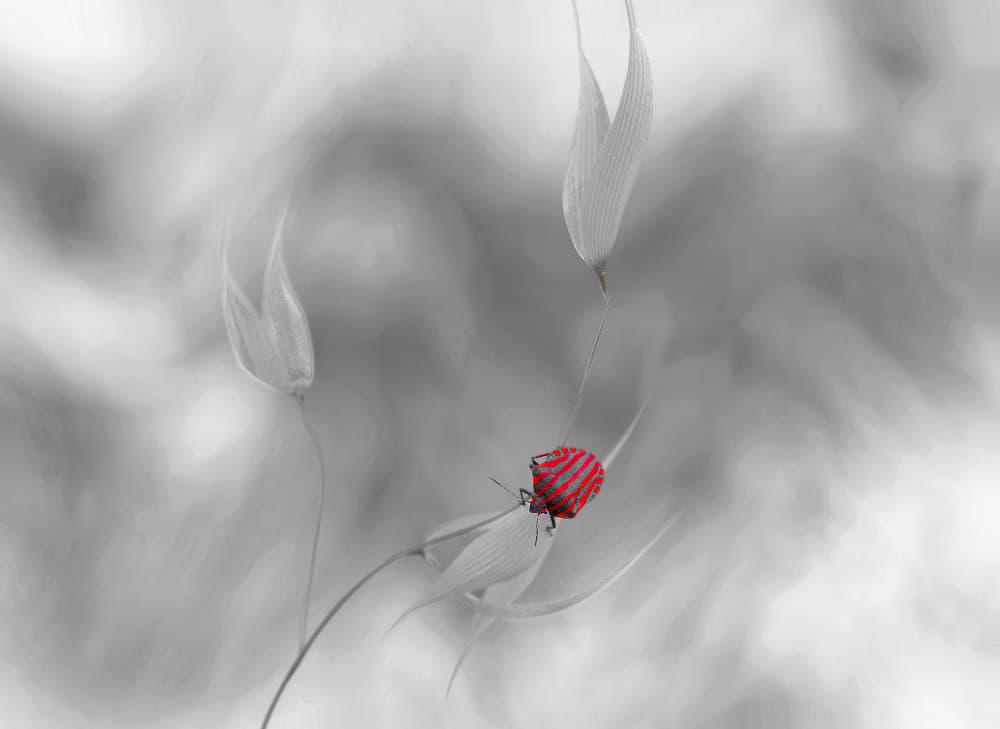 Vibrant Bug on Grayscale by Thierry Dufour — canvas wall art