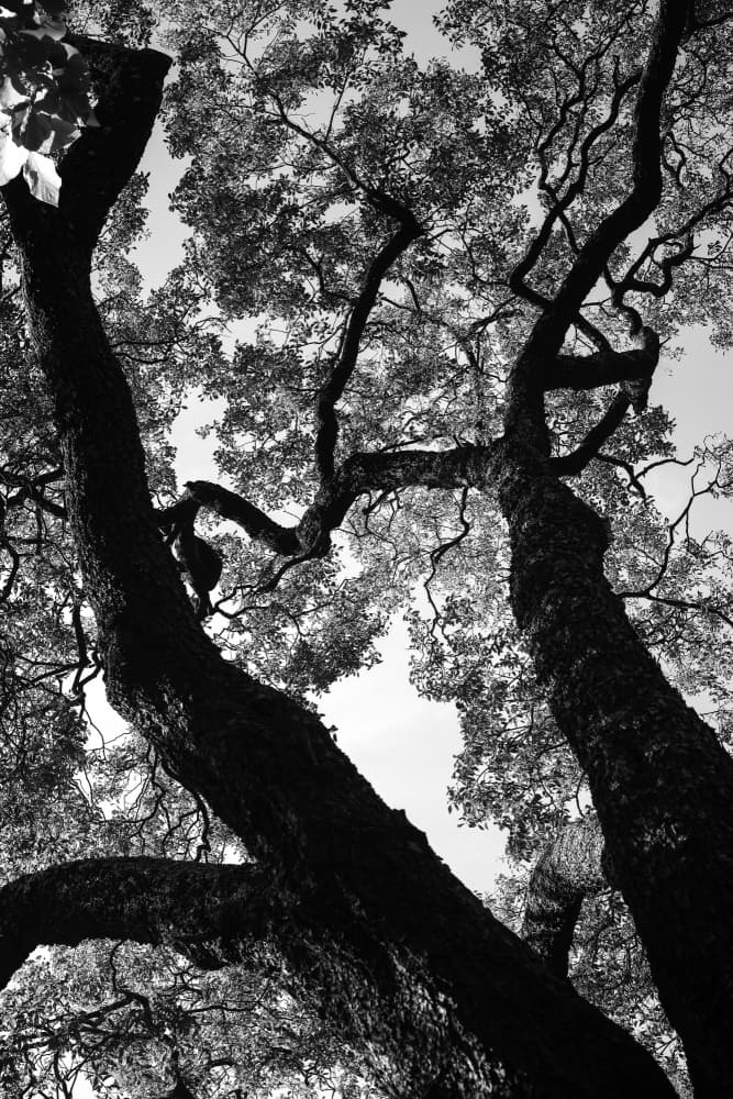 Silent Canopy by Shot by Clint — canvas wall art