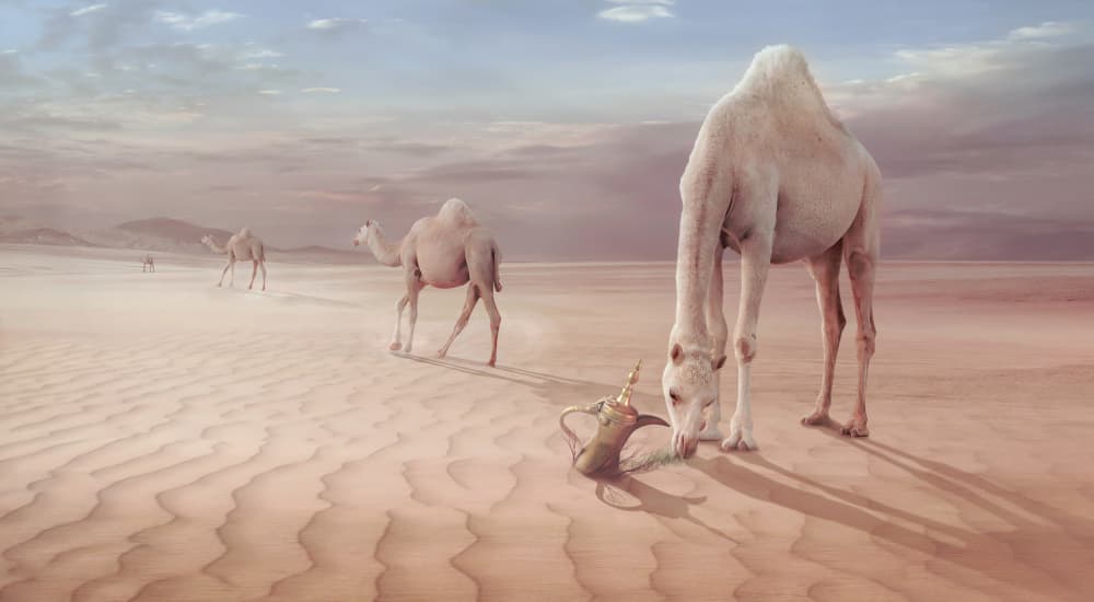 Arabian Desert Camels by Sulaiman Almawash — canvas wall art