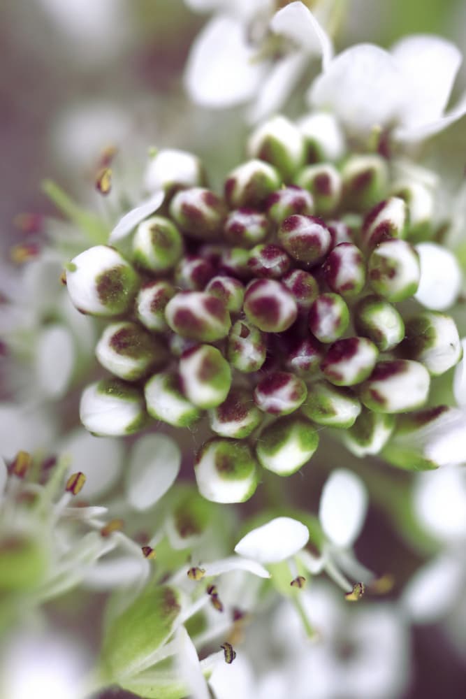 Delicate Spring Buds by Rosana Laiz Blursbyai — canvas wall art