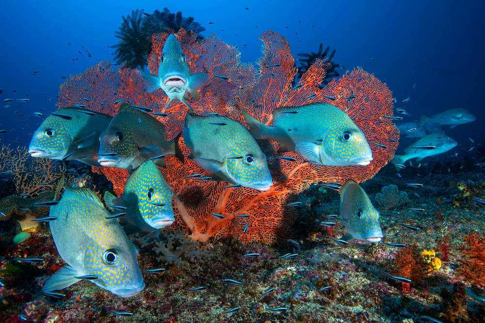 Vibrant Coral Reef Fish by Barathieu Gabriel — canvas wall art