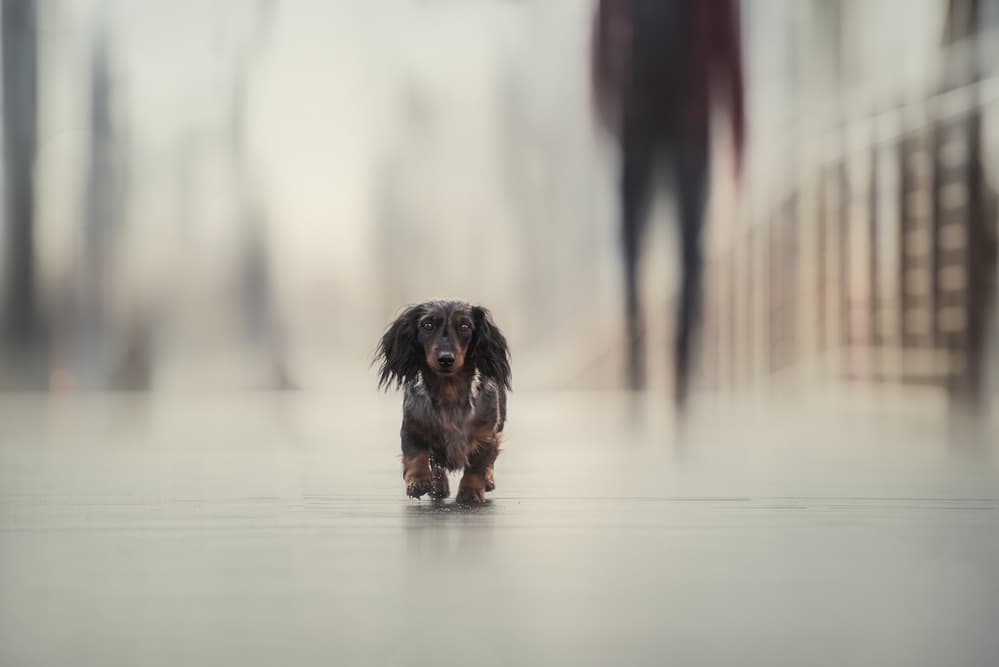 Dachshund's Blurred Journey by Heike Willers — canvas wall art