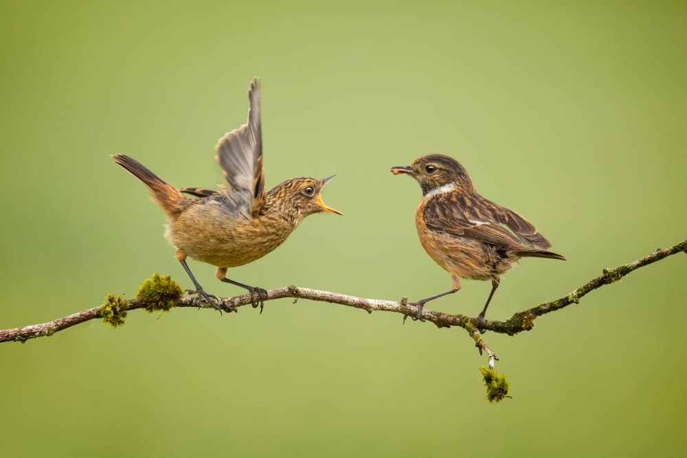 Fledgling Feeding Moment by Kieran O Mahony AIPF — canvas wall art