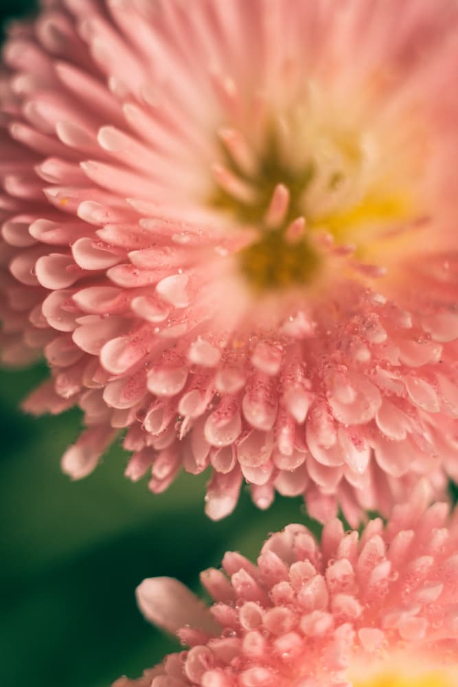 Dewy Pink Petals by Javier Pardina — canvas wall art