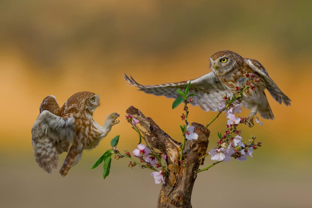 Little Owls Spring Blossom by David Manusevich — canvas wall art