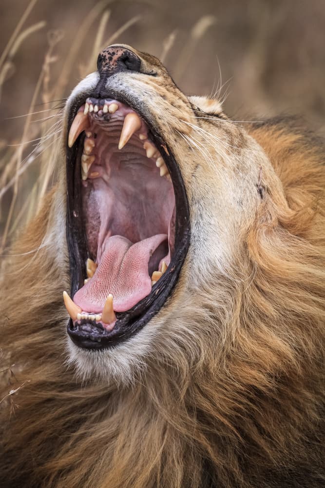 Majestic Lion Yawn by Jeffrey C. Sink — canvas wall art