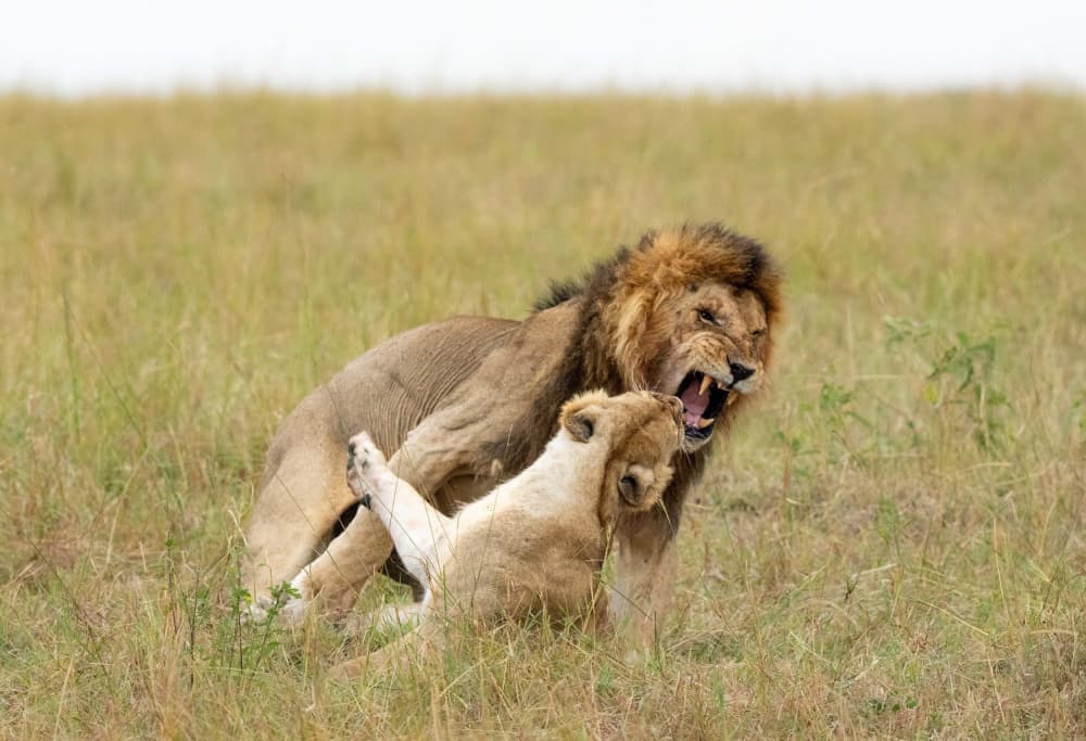 Mating pair by Manish Nagpal — canvas wall art
