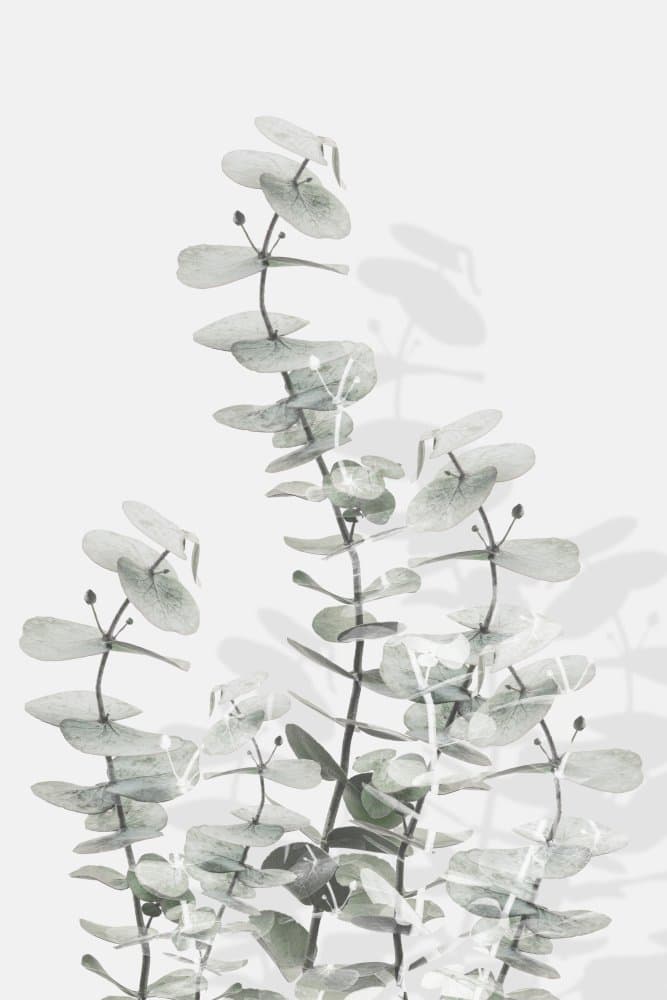 Fresh Eucalyptus Branches by Pictufy Studio III — canvas wall art