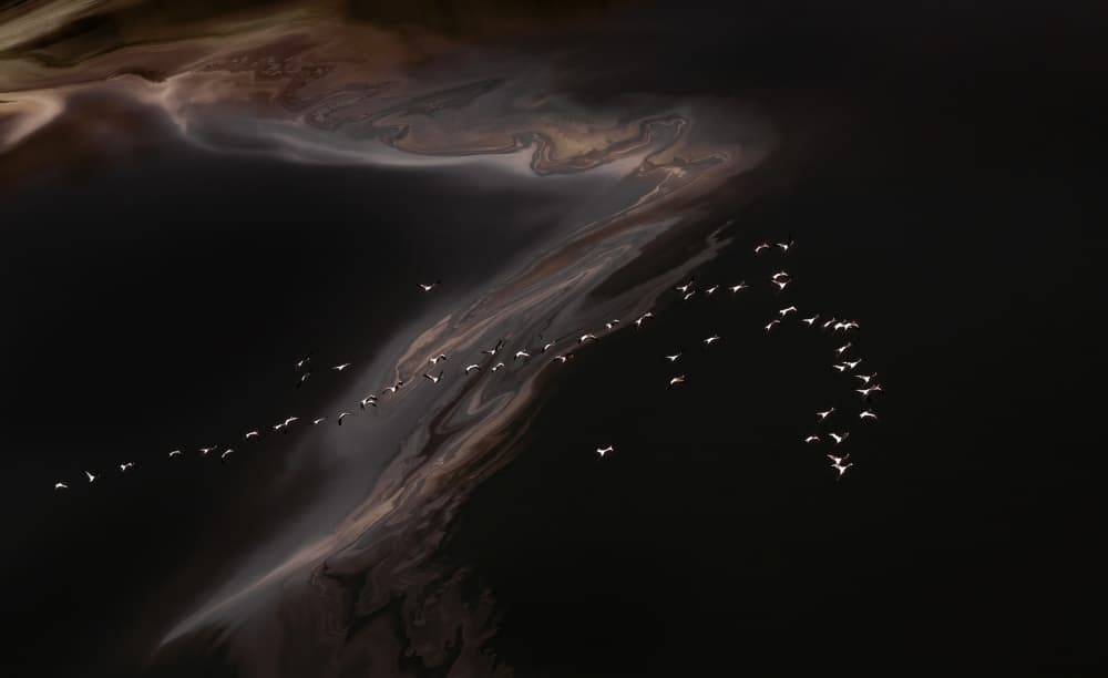 Flamingos Dark Waters by Judy Tseng — canvas wall art
