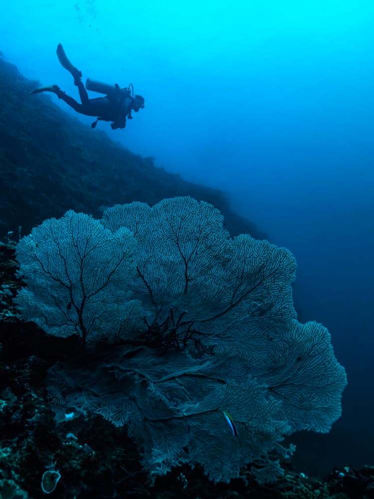 Deep Sea Coral Diver by Serge Melesan — canvas wall art