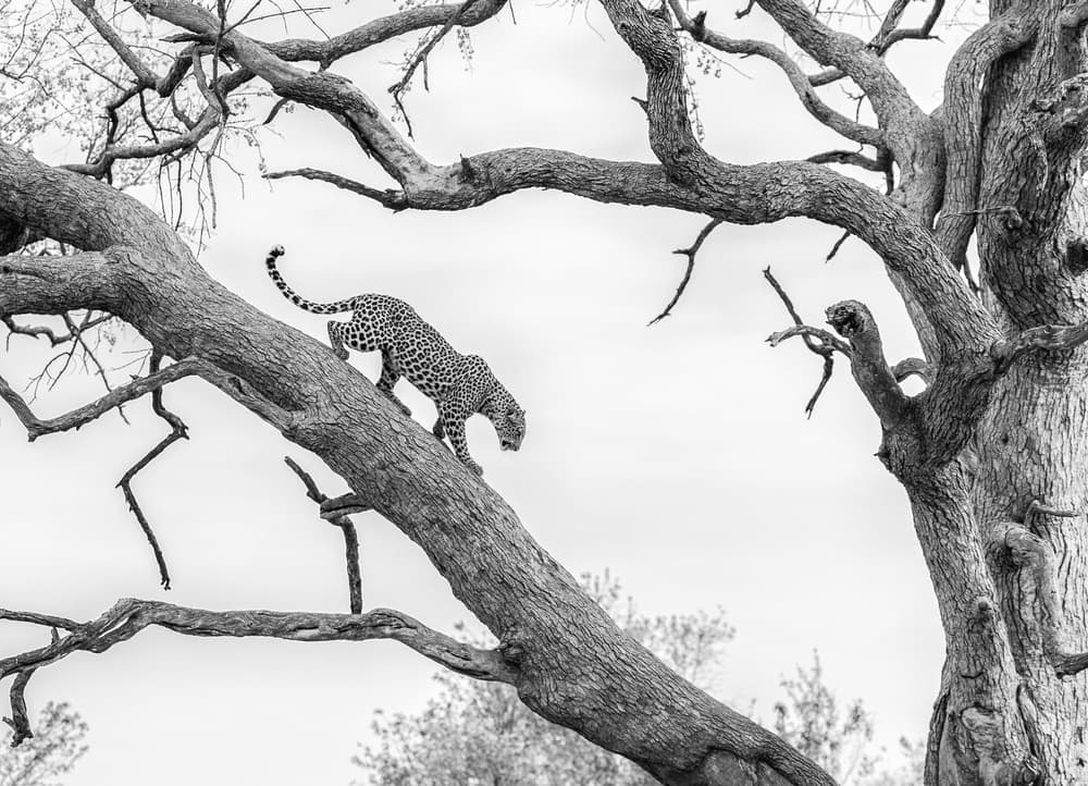 Wild Leopard On Tree by Jaco Marx — canvas wall art