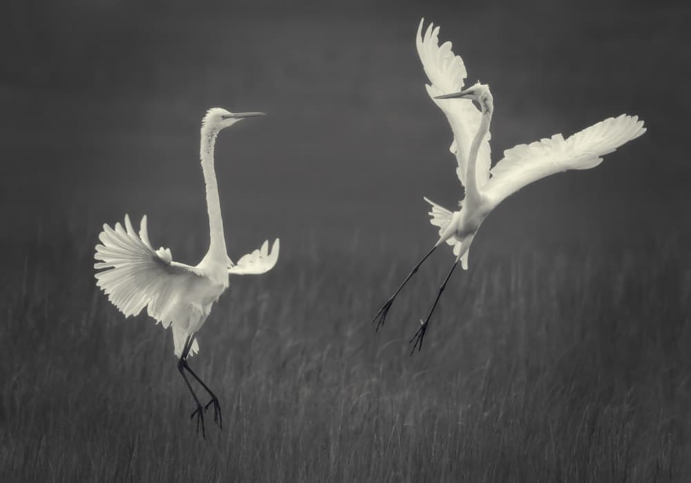 Graceful Egrets Landing by Xiaobing Tian — canvas wall art
