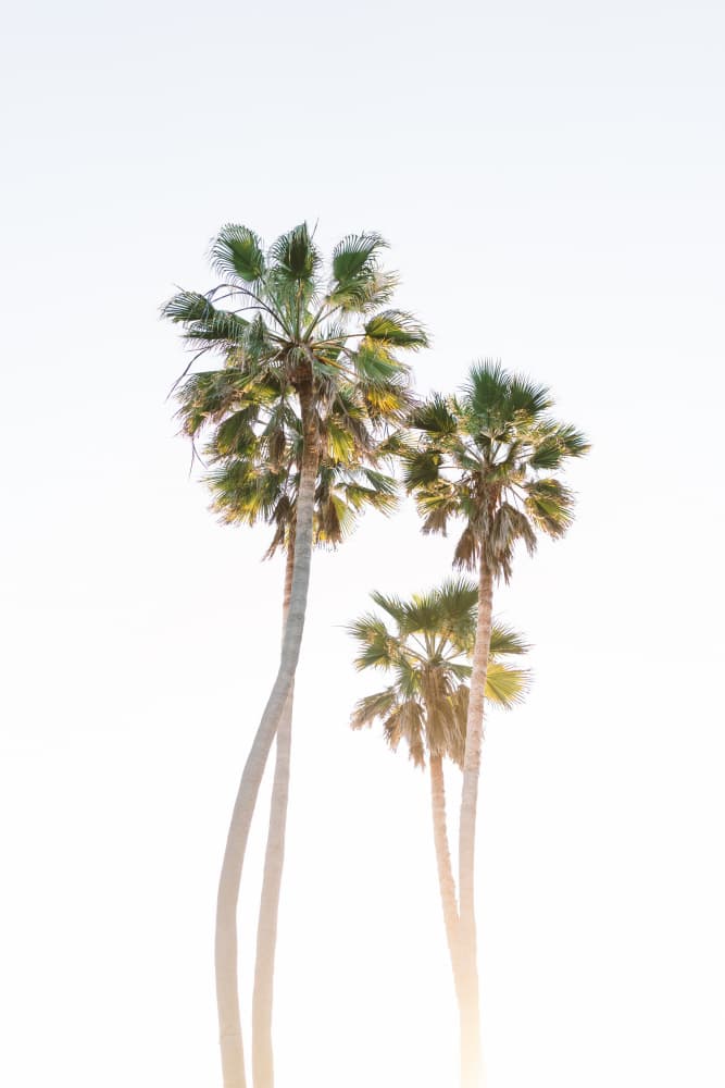 Bright Tropical Palms by Bethany Young — canvas wall art