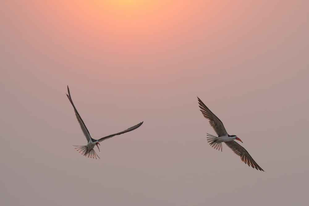 Sunset Skimmer Flight by Etienne Steenkamp — canvas wall art