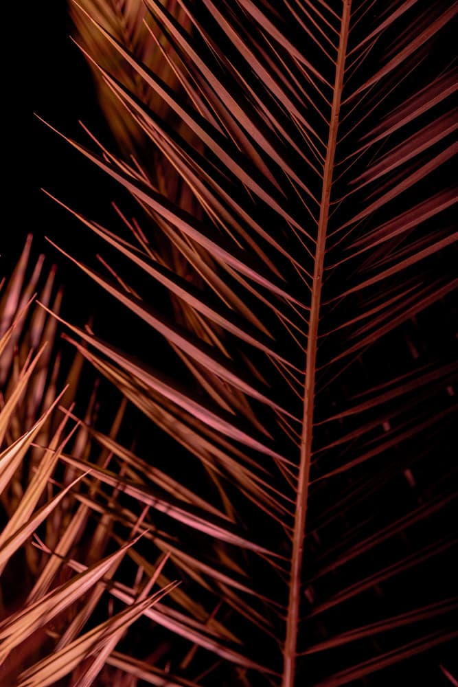 Dark Palm Frond by Mareike Böhmer — canvas wall art