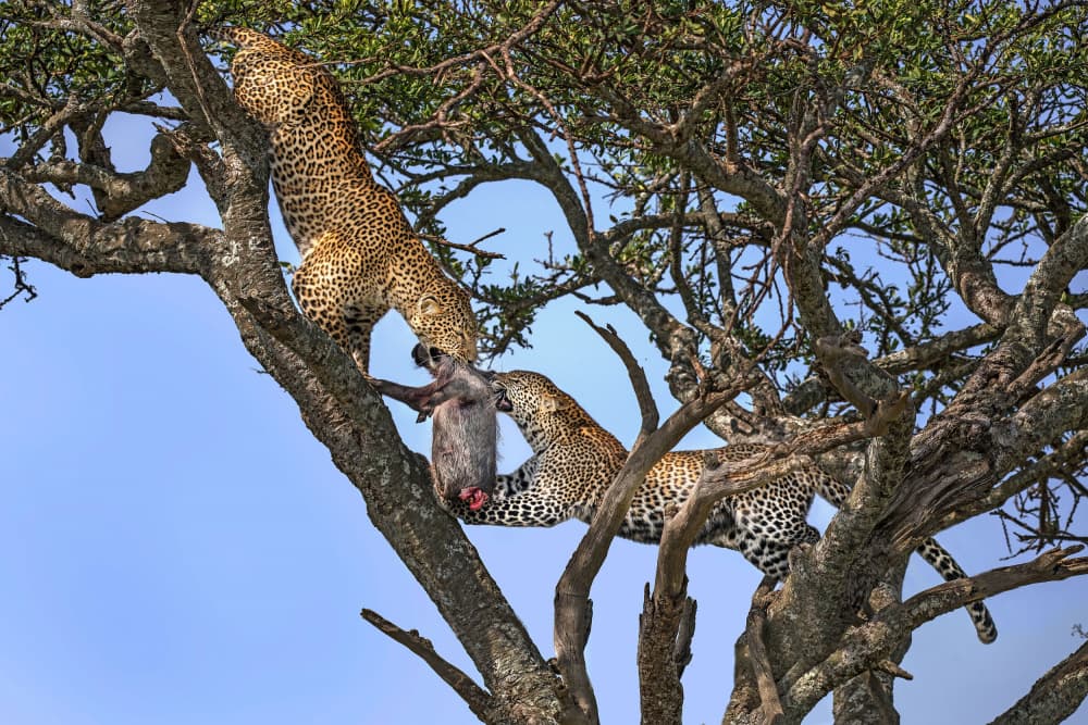 Leopard Tree Hunt by Xavier Ortega — canvas wall art