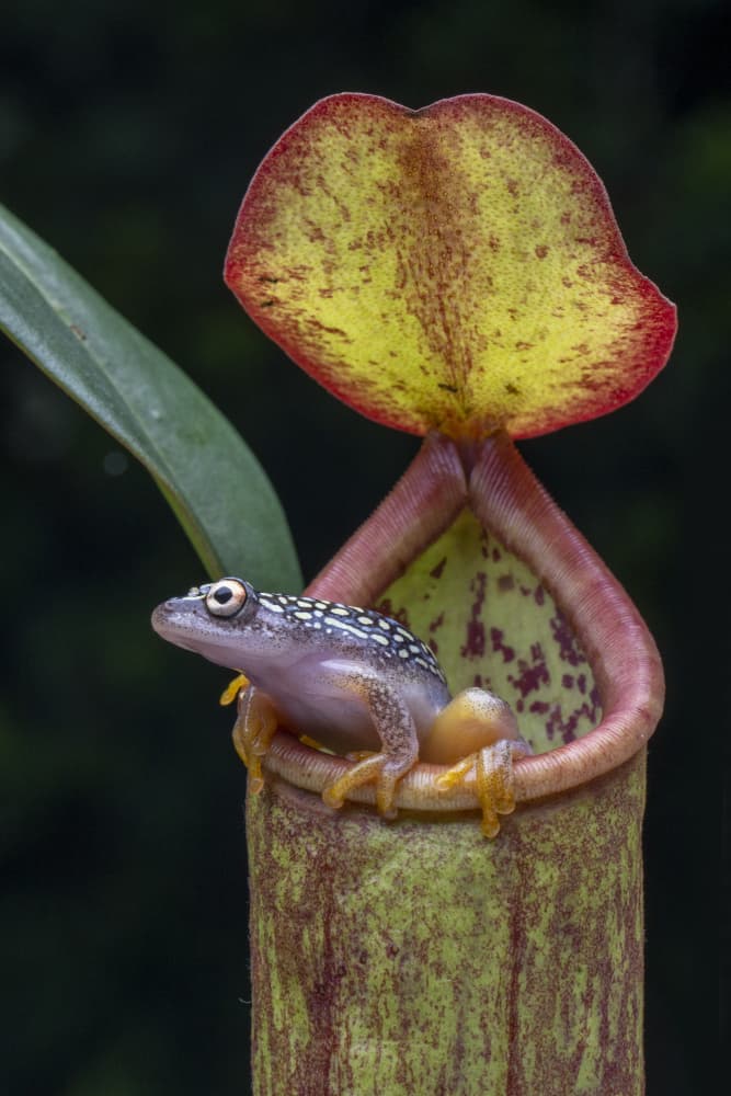 Exotic Frog on Pitcher Plant by Ajar Setiadi — canvas wall art