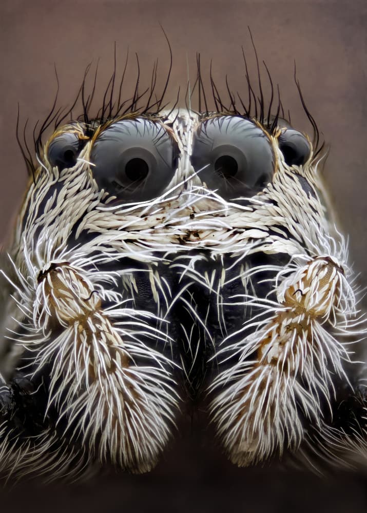Curious Jumping Spider Gaze by Carles Just — canvas wall art
