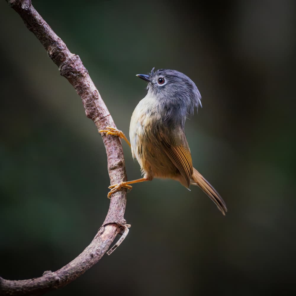 Crested Forest Bird by Taksing (吉星高照) — canvas wall art