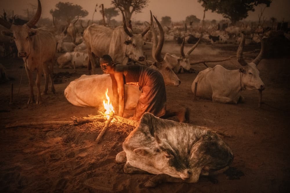 Cattle and Campfire Glow by Trevor Cole — canvas wall art