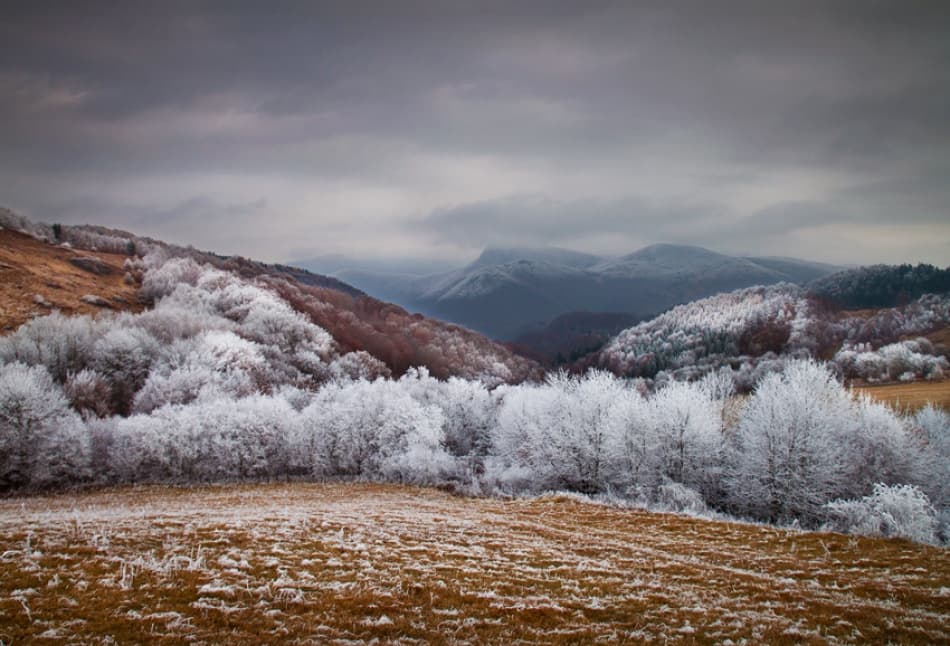 Frosted Winter Landscape by Peter Svoboda MQEP — canvas wall art