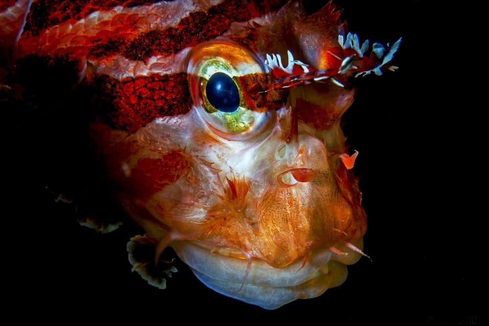 Striking Ocean Creature by Barathieu Gabriel — canvas wall art