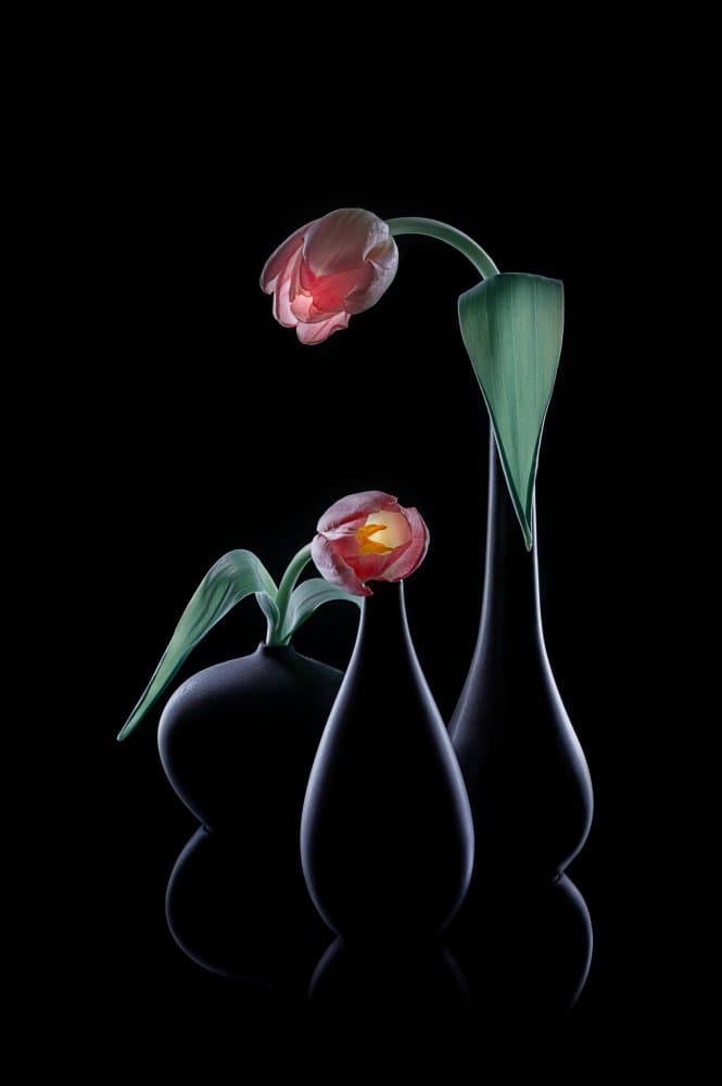 Elegant Glowing Tulips by Lydia Jacobs — canvas wall art