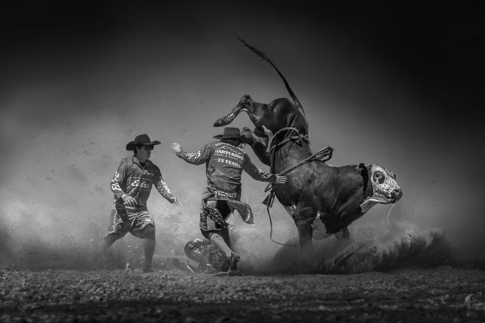 Rodeo Bull Action by Irene Wu — canvas wall art