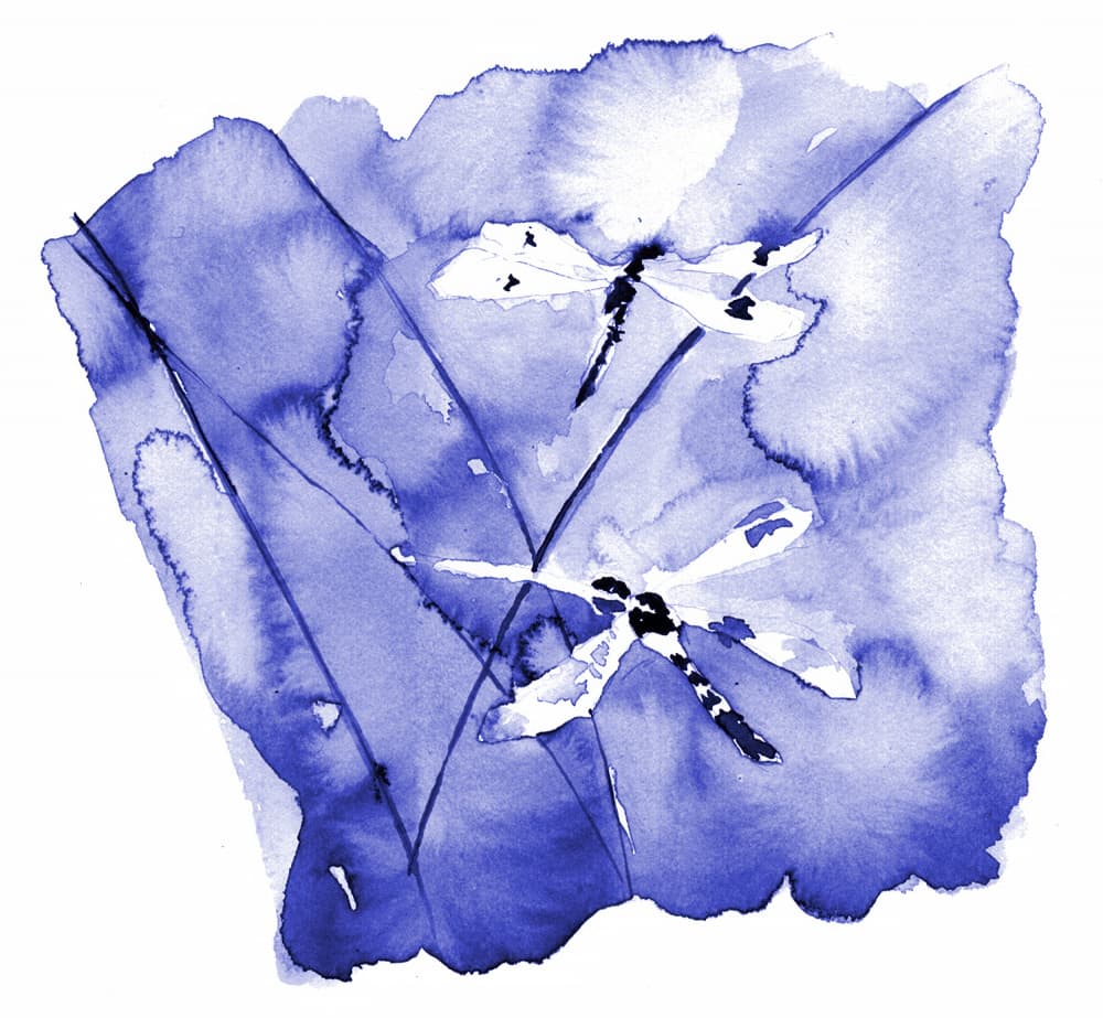Watercolor Blue Dragonflies by RodMacIver — canvas wall art