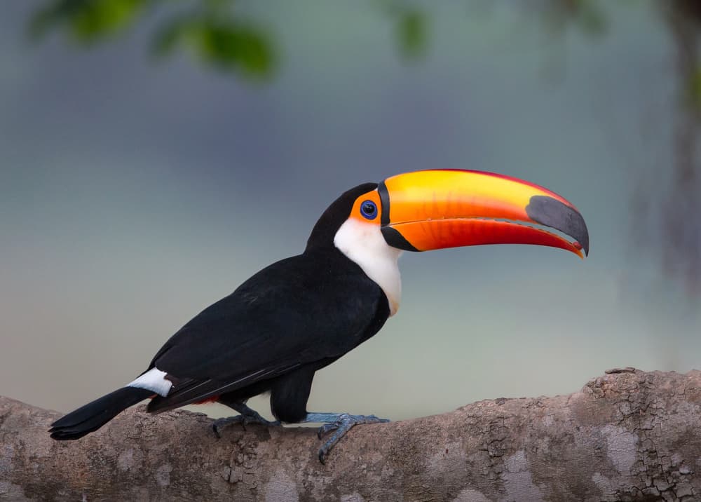 Vibrant Toco Toucan by Greg Barsh — canvas wall art