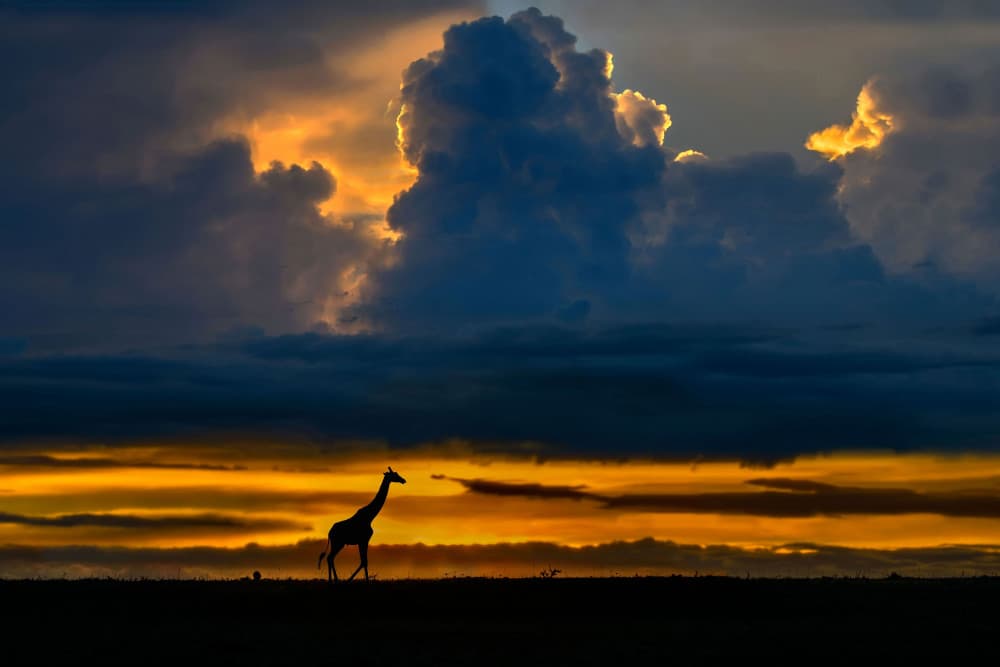 Safari Sunset Giraffe by Xavier Ortega — canvas wall art