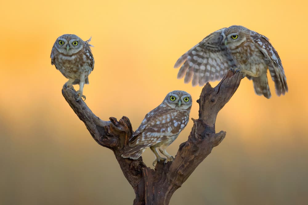 Three Little Owls by David Manusevich — canvas wall art